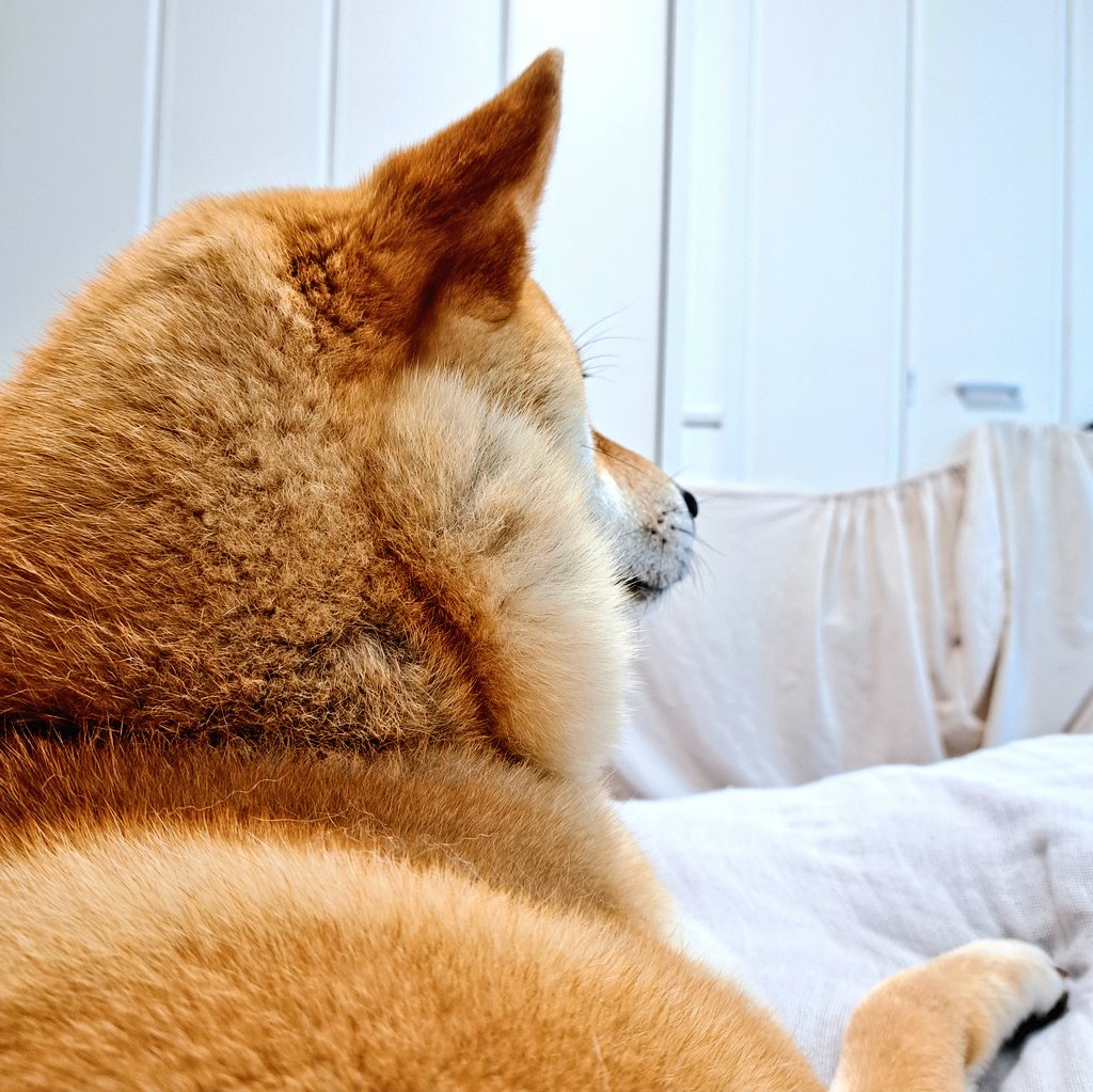 ノリきなコペン tweet media