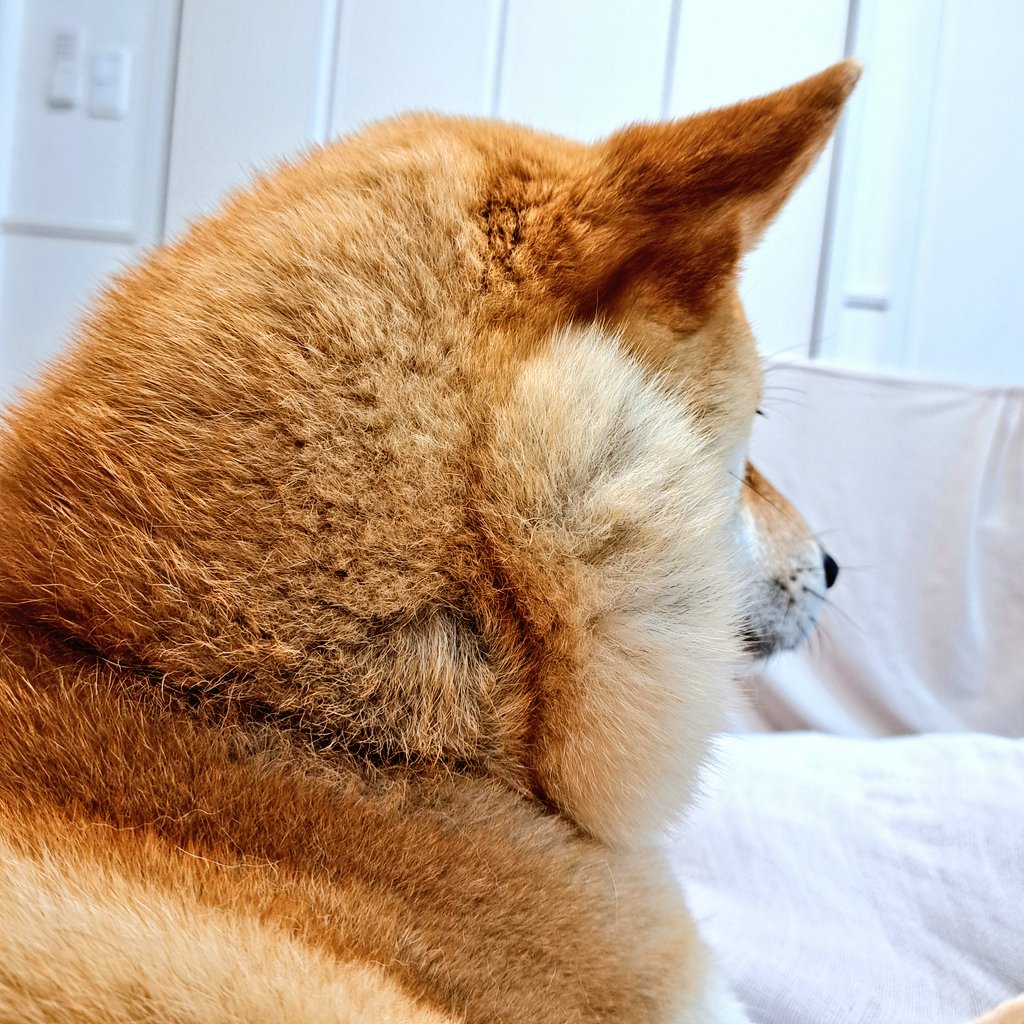 ノリきなコペン tweet media