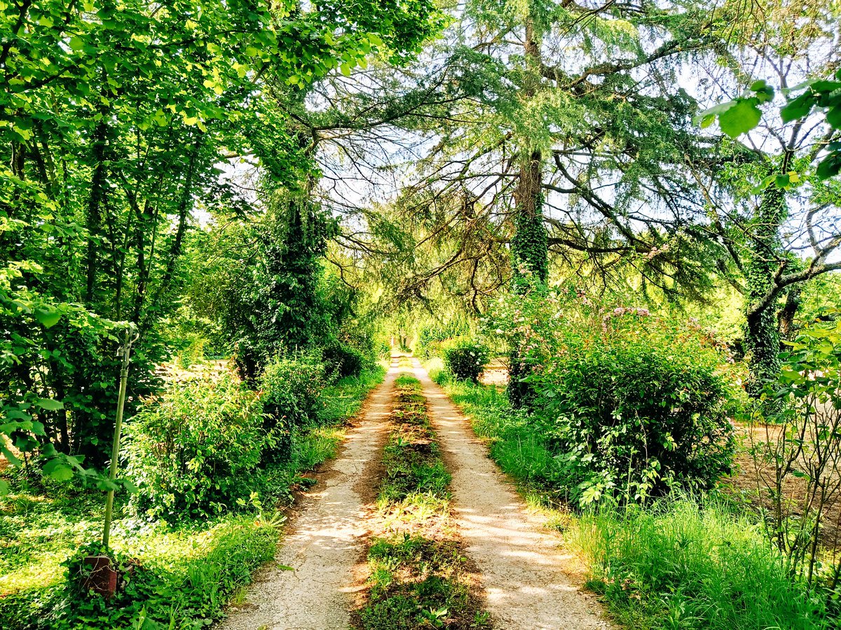 karsaf51's tweet photo. Viale d'ingresso https://t.co/LlQCKPjlic