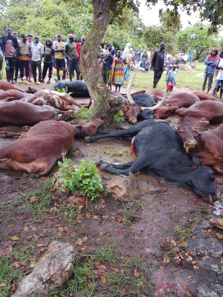 GSilvapoxy's tweet image. Abaturage  muri @KireheDistrict bemeye gushumbusha umuturage mugenzi wabo Mutarambirwa Patrick, wapfushije inka 18 n'intama 15 zikubiswe n'inkuba ku cyumweru. Uyu mugabo ngo yababaniraga neza ntibashaka ko igicaniro kizima bazamushumbusha inka 25 #Rwanda