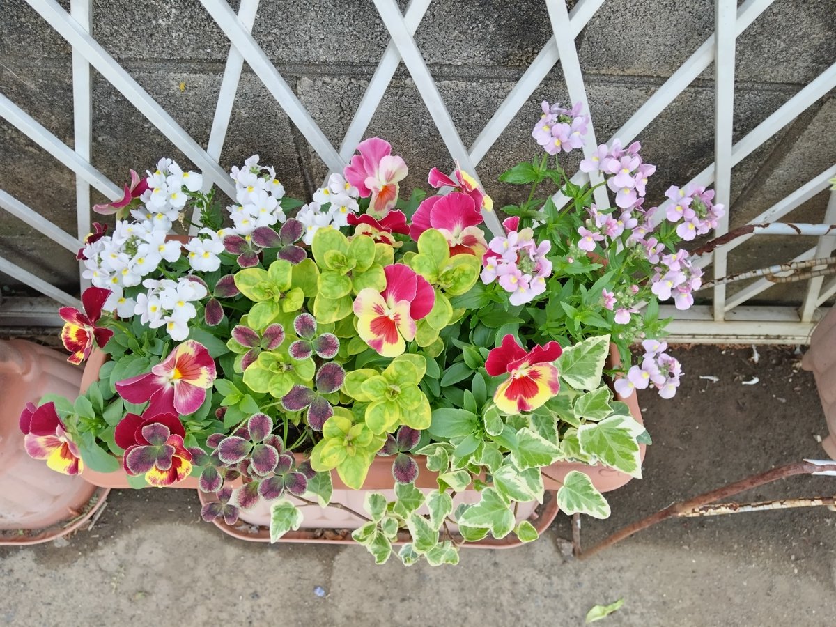 mt1043's tweet photo. ずぼら&amp;プチプラ寄せ植え。１枚めは、何年か前の葉牡丹の寄せ植えからダメになった葉ボを抜き、空いた所にポット苗を置いてるだけです😅 購入苗は1つだけ、後は種まきと挿し芽等で増やしました。 #園芸 #ガーデニング #草花 #小輪パンジー小野小町 https://t.co/wmgyNu3bOH