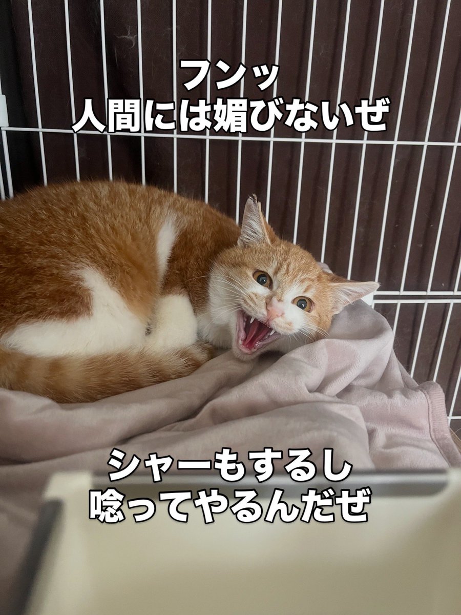 茂庭台にゃんこ〜おうち見つけ隊〜@5/9(土)保護猫譲渡会 tweet media