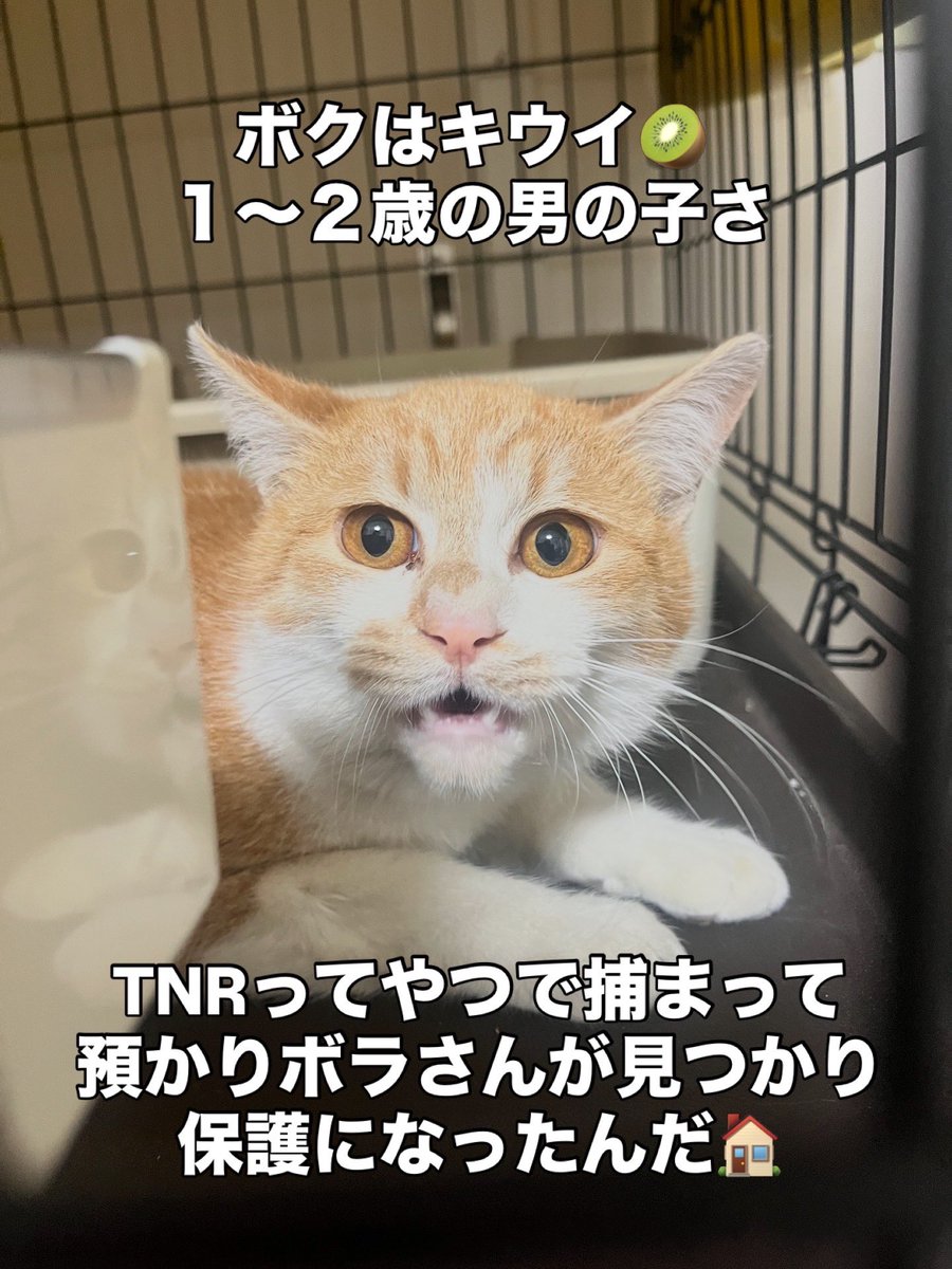 茂庭台にゃんこ〜おうち見つけ隊〜@5/9(土)保護猫譲渡会 tweet media