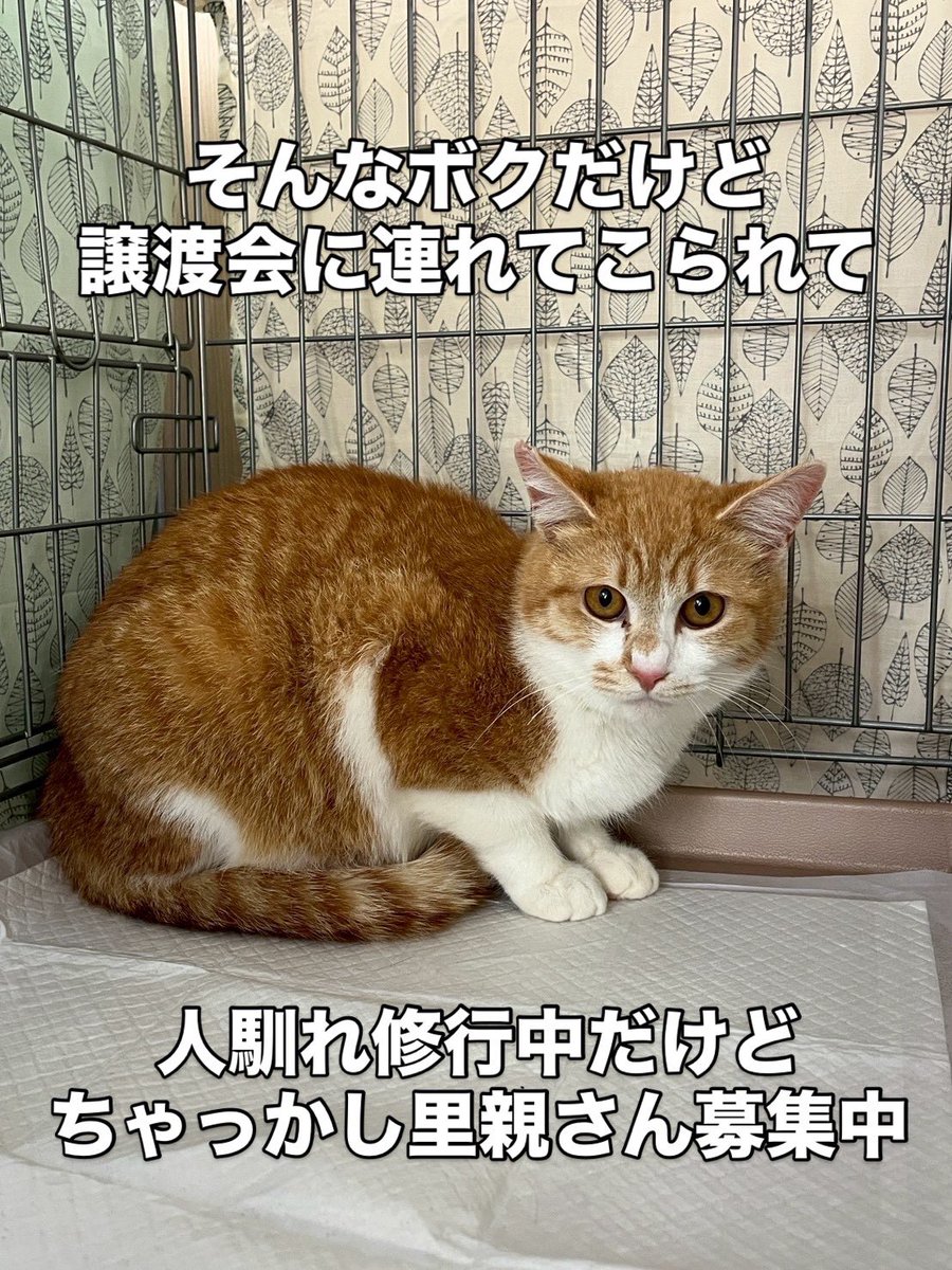 茂庭台にゃんこ〜おうち見つけ隊〜@5/9(土)保護猫譲渡会 tweet media