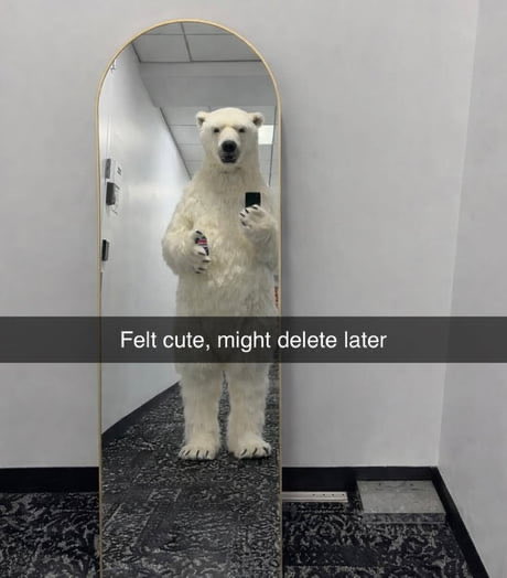 Polar Bear tweet media