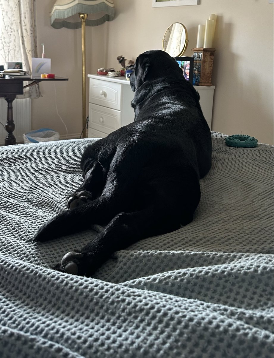 nellandsara's tweet image. Giant Black Labrador Dave is spending his Bank Holiday Monday lounging on the bed watching the Bus Stop and old episodes of Saturday Kitchen.

conversationswithnell.org/2026/05/04/ban…

#dog #labrador #blacklab #saturdaykitchen #bankholidayweekend