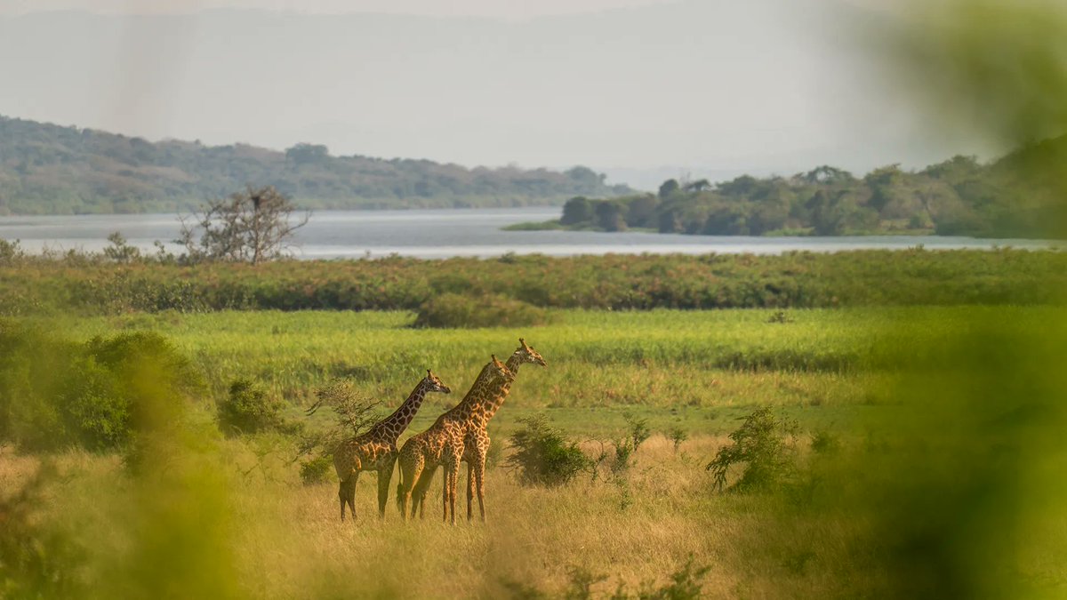 FilsDeBoncoeur's tweet image. Good morning Rwanda 🇷🇼 

📍 @AkageraPark 

#VisitRwanda because #RwandaIsOpen