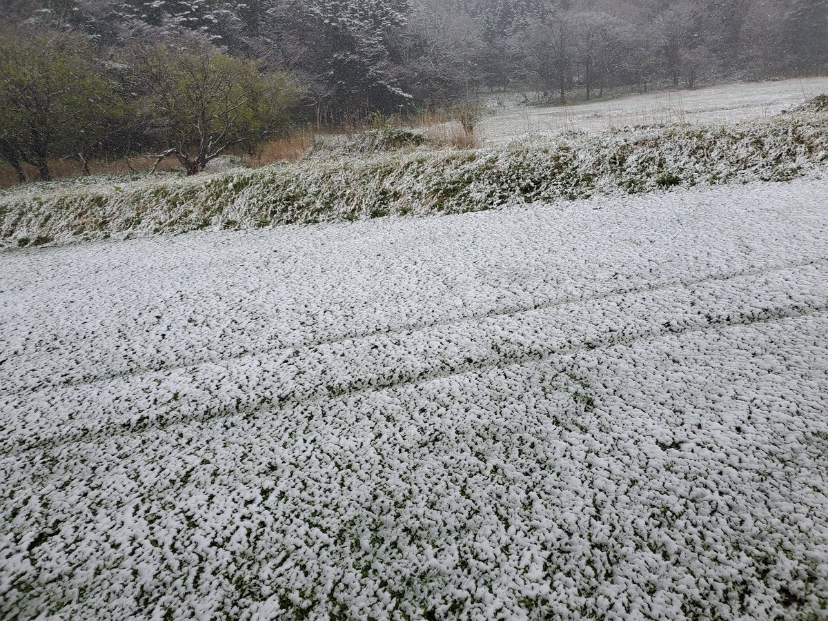 ♬歌コン🌽 tweet media