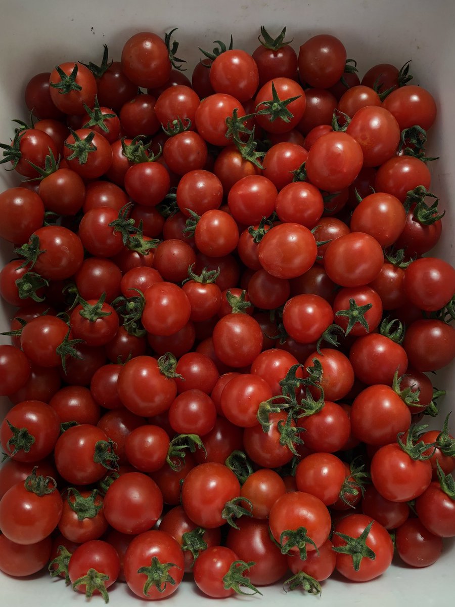 ゆうなお菜園🍅🍠 tweet media