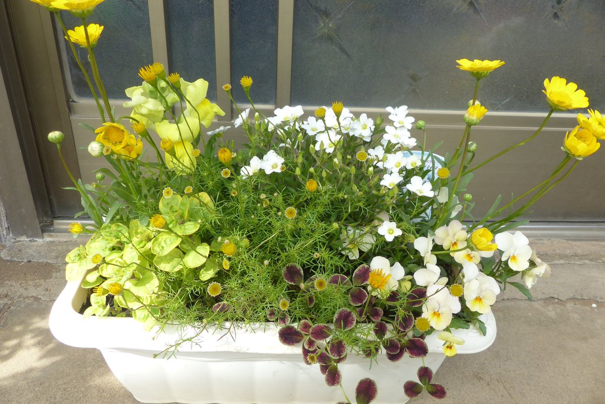 mt1043's tweet photo. ずぼら&amp;プチプラ寄せ植え。１枚めは、何年か前の葉牡丹の寄せ植えからダメになった葉ボを抜き、空いた所にポット苗を置いてるだけです😅 購入苗は1つだけ、後は種まきと挿し芽等で増やしました。 #園芸 #ガーデニング #草花 #小輪パンジー小野小町 https://t.co/wmgyNu3bOH