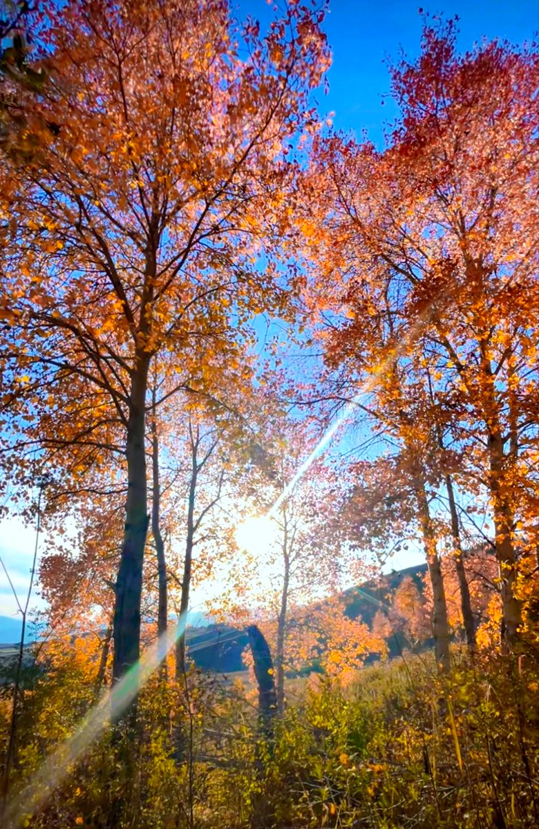 HotmailAkane26k's tweet image. Autumn breeze u0026 golden leaves  Step out, breathe in the crisp air, and let the season wrap you in its cozy vibe! #FallVibes #AutumnDays