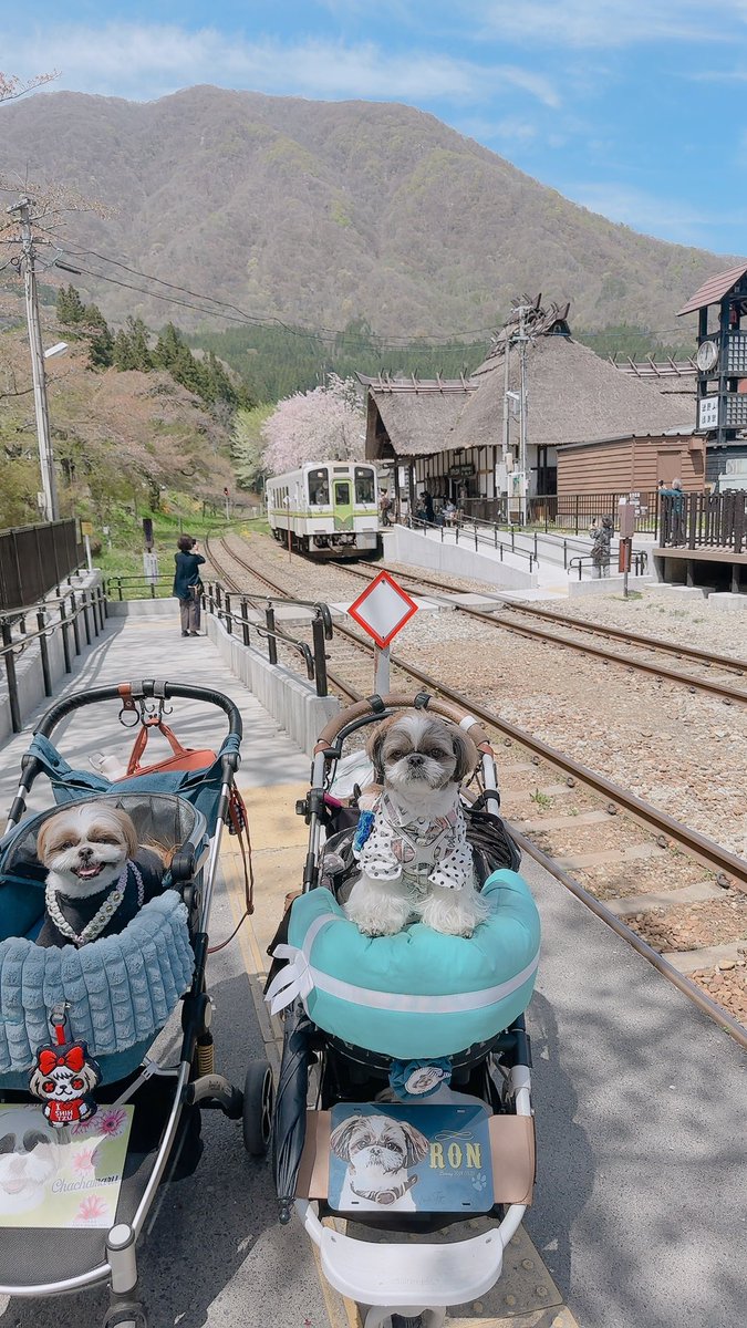 chris49891's tweet photo. はいチーズ📸
🚃🚃…
🐶🐶(クルッ)
#シーズー #shihtzu
#asknowas #asknowasdewan
#snobbishbabies https://t.co/TRLTlZ4vcT