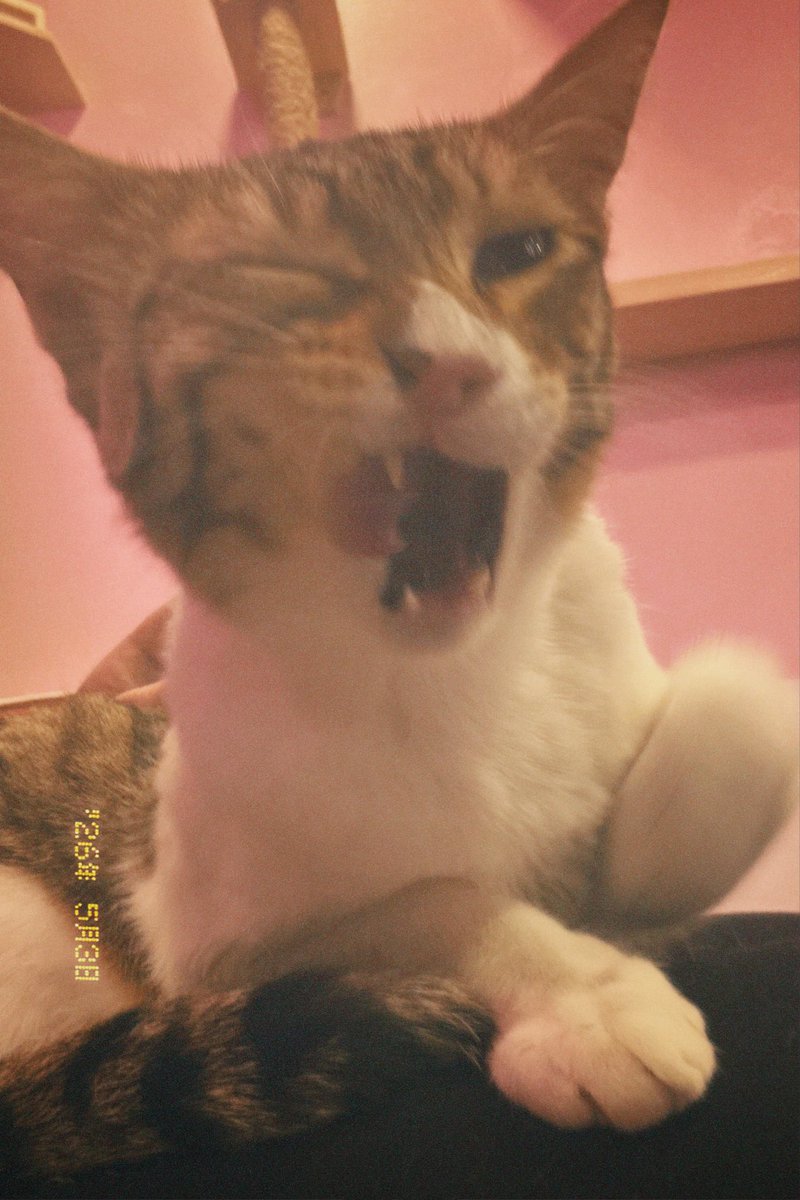 ChloeKing_0's tweet photo. @moremarriott If u havent I reccomend cat cafe (even though ur allergic) https://t.co/2IrVM46yNa