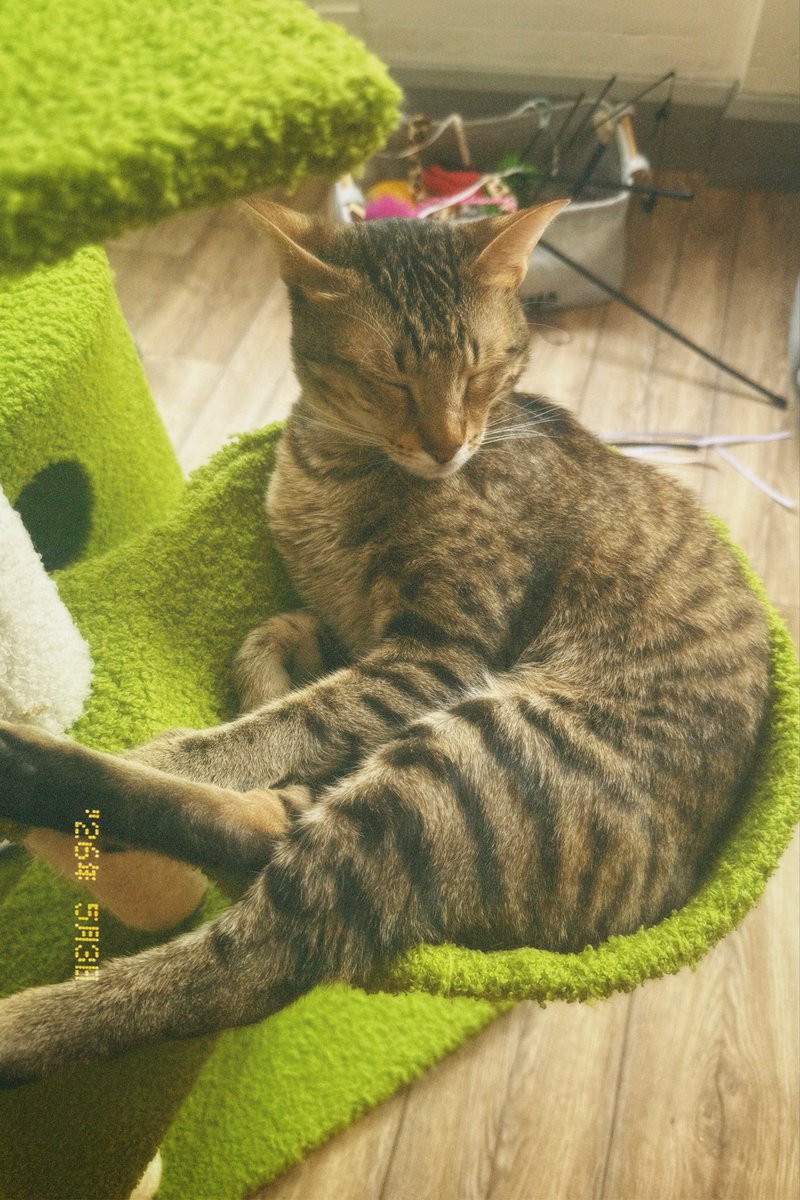 ChloeKing_0's tweet photo. @moremarriott If u havent I reccomend cat cafe (even though ur allergic) https://t.co/2IrVM46yNa