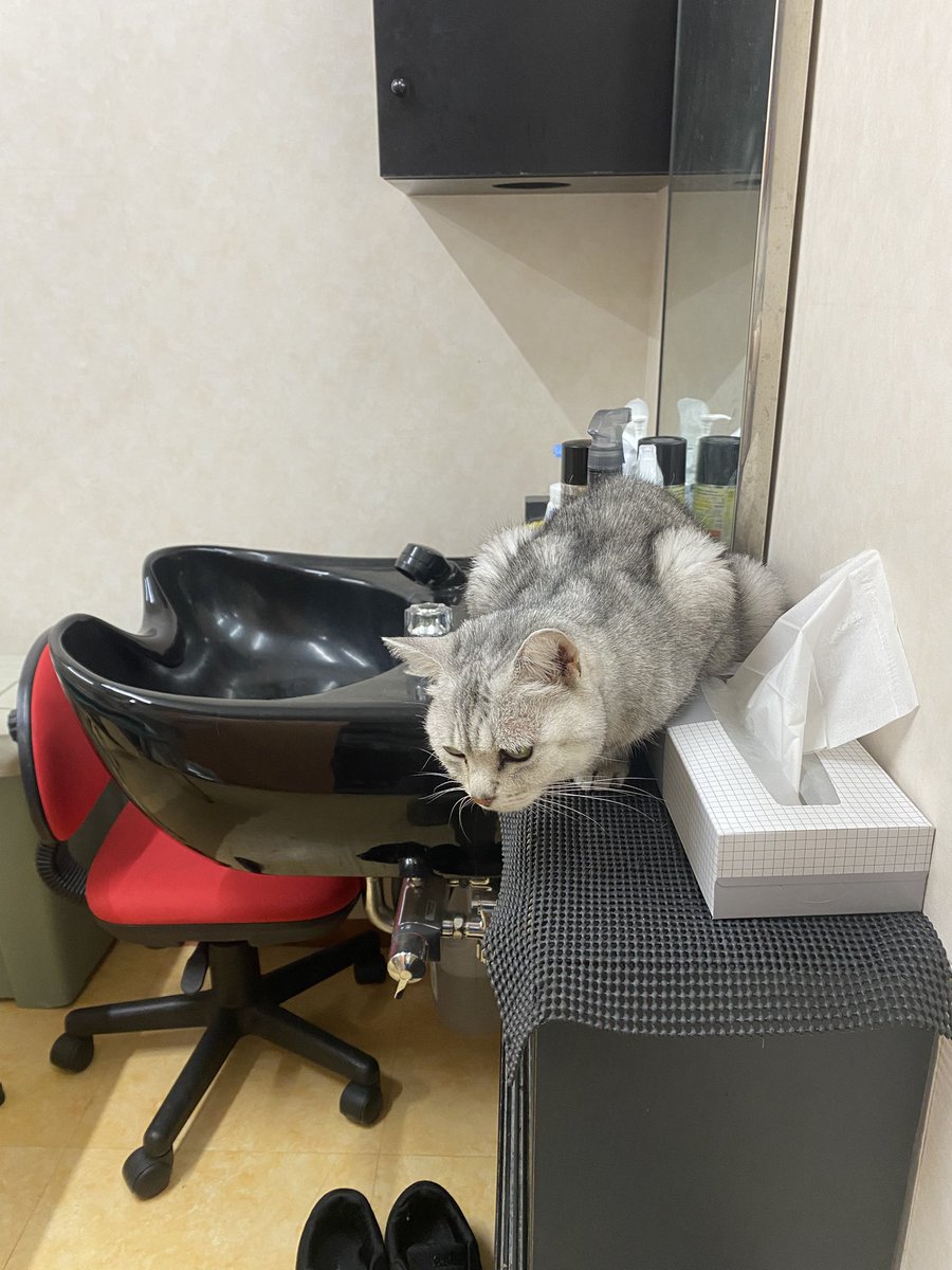 保護猫譲渡るーむ tweet media