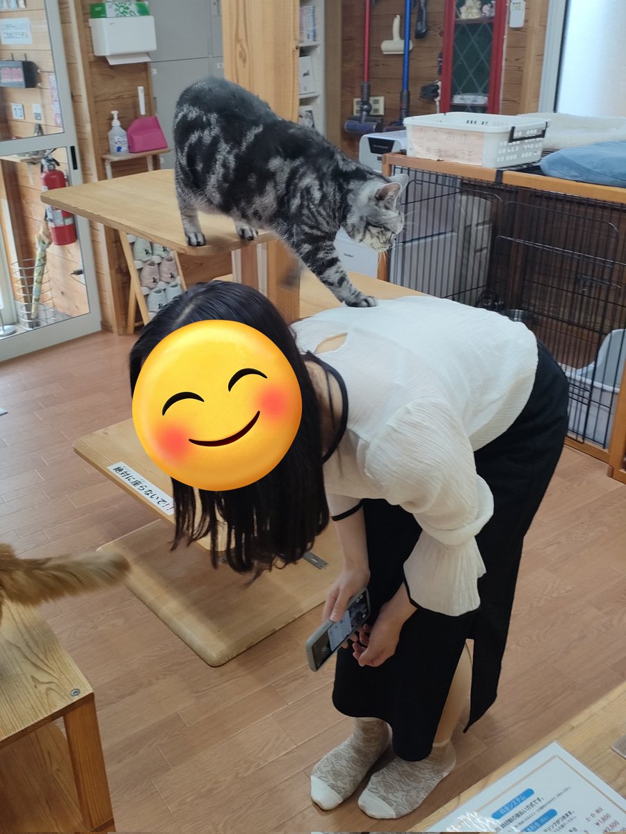 猫カフェちぐら tweet media