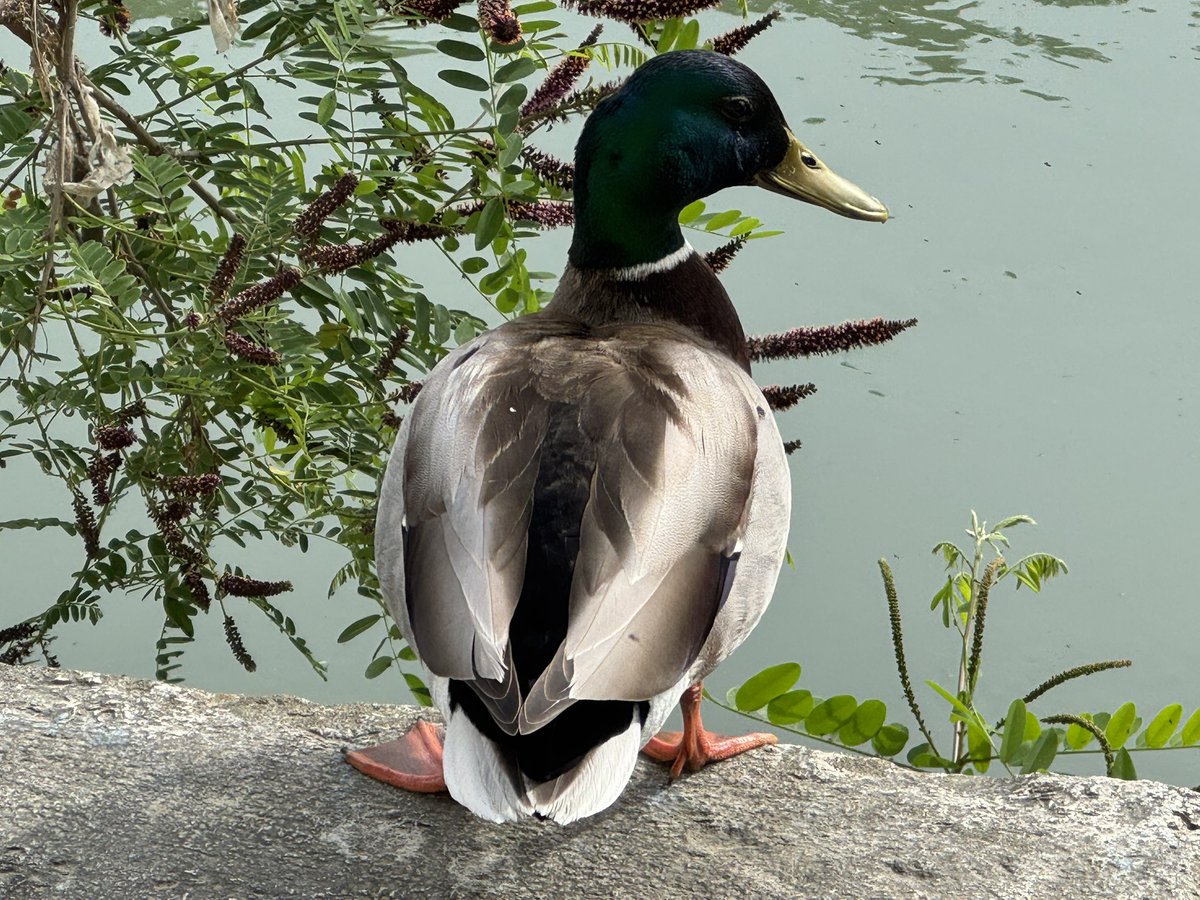 FrancescoC's tweet image. Wednesday morning walk by the Tiber. An oasis of green and peace in the city center. #roma #amor #tevere #BikePath #RiversideWalk #UrbanNature #CityWalks #SlowTravel #ExploreOnFoot