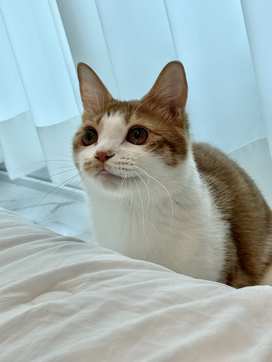 담이냥이 tweet media