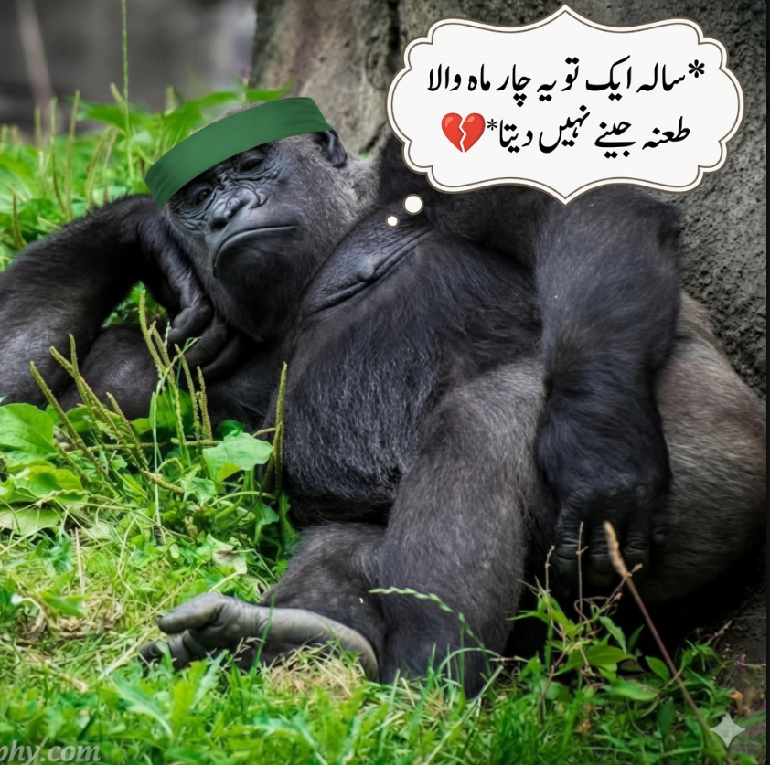 Maria Baloch tweet media