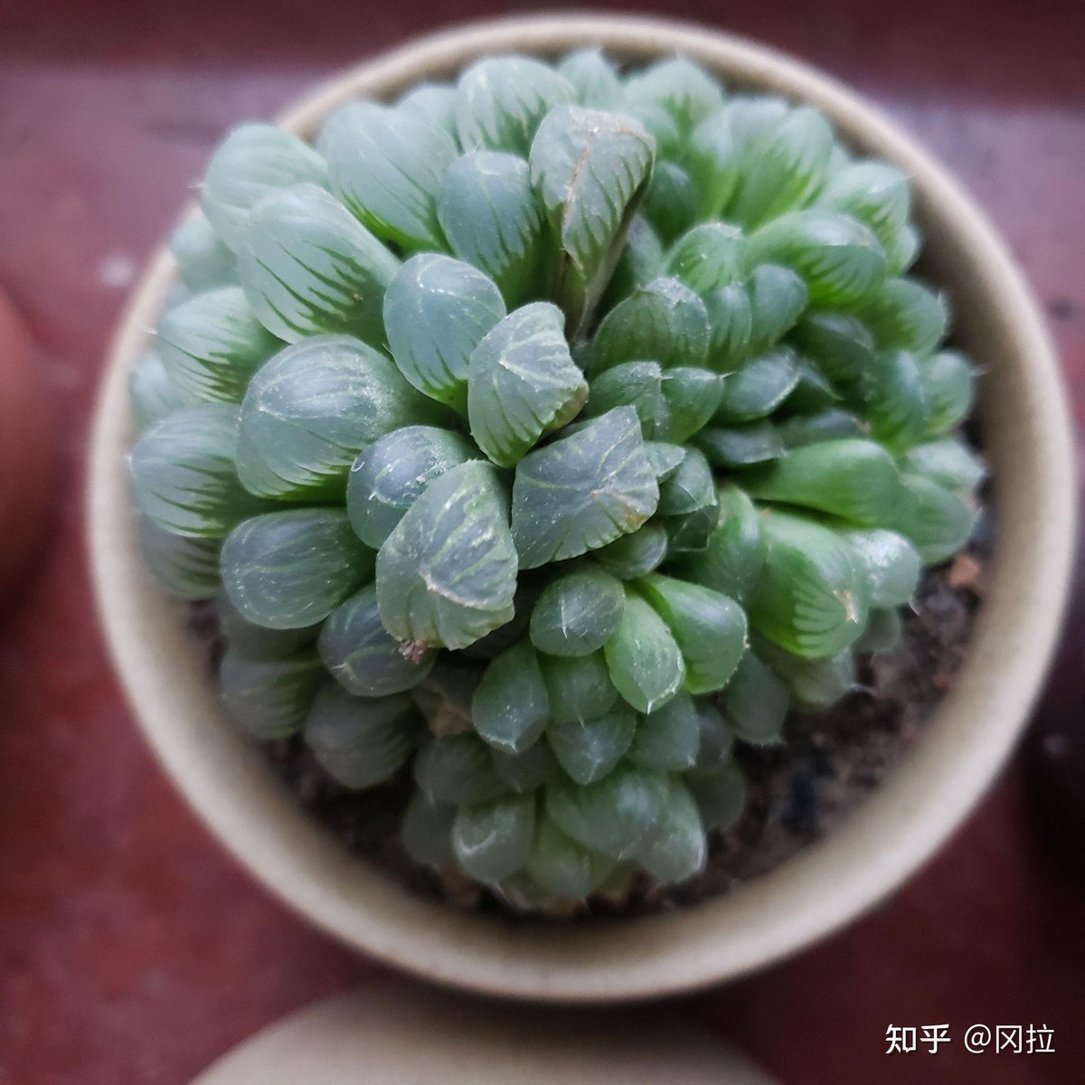 nata_medvid's tweet image. DIY Mini Succulent Terrarium! Grab a jar, pebbles, charcoal, soil u0026 tiny succulents. Layer, plant, mist—done! Perfect desk decor that’s easy to care for. Tag your DIY projects  #DIY #Crafts #SucculentLove