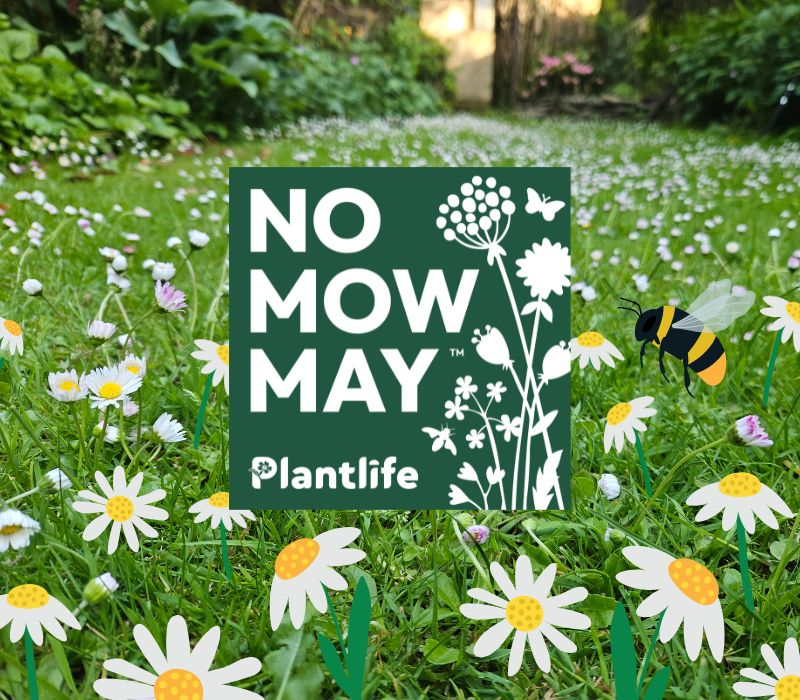 ThePeterBelton's tweet image. May is finally here!

May to us means the #NoMowMay Movement, @Love_plants  annual campaign.

If you haven't already, joining the movement is as easy as 1, 2, 3: Sign up. Stop Mowing. Sit back and let it grow!

Find out more: bit.ly/48YH6TJ

#biodiversity #pollinators