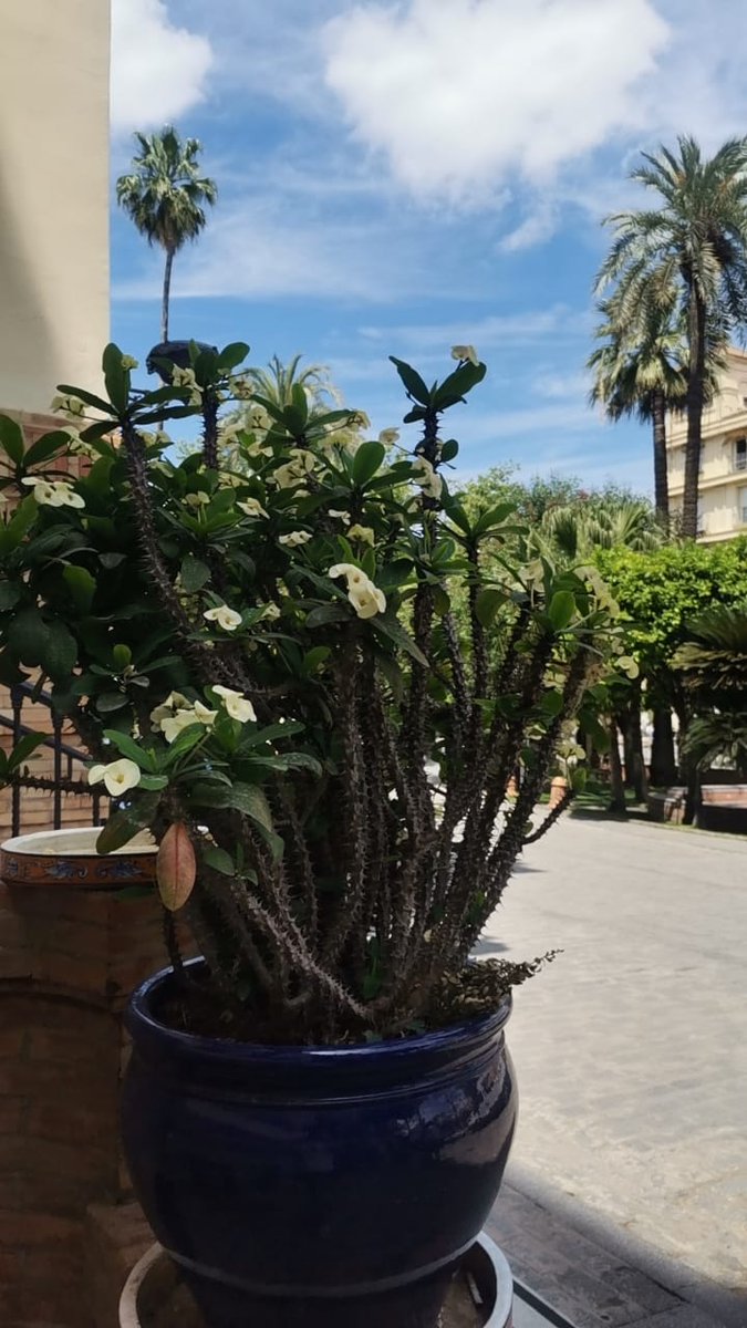 Alma_pura12's tweet photo. يحتاج الإنسان الى مخبأ، كلما أسرف في الظهور عاد إليه مُنفرداً🌸
#primavera #SpringVibe #nofilter #Andalucía https://t.co/c8jwyWp1zI