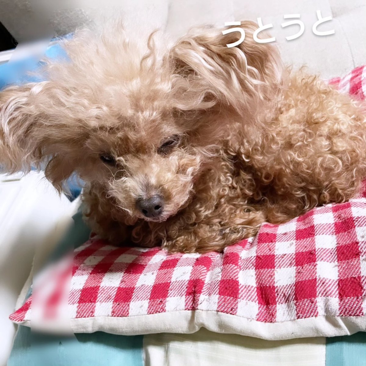 E8Saya's tweet photo. すかーん！

この前、犬や人間がいっぱいいるところに連れて行かしたと思ったら、チューシャばされたけん😡
痛かった〜！

そん注射は、しゃんむっでん、せなんいかんとだろか🙎
何か、決まっとるてばってんたい(・・;
帰ってから、きつして寝たもんな。

#集合注射
#痛いきつい
#犬の一言日記
#方言 https://t.co/OlhH6hzHCl