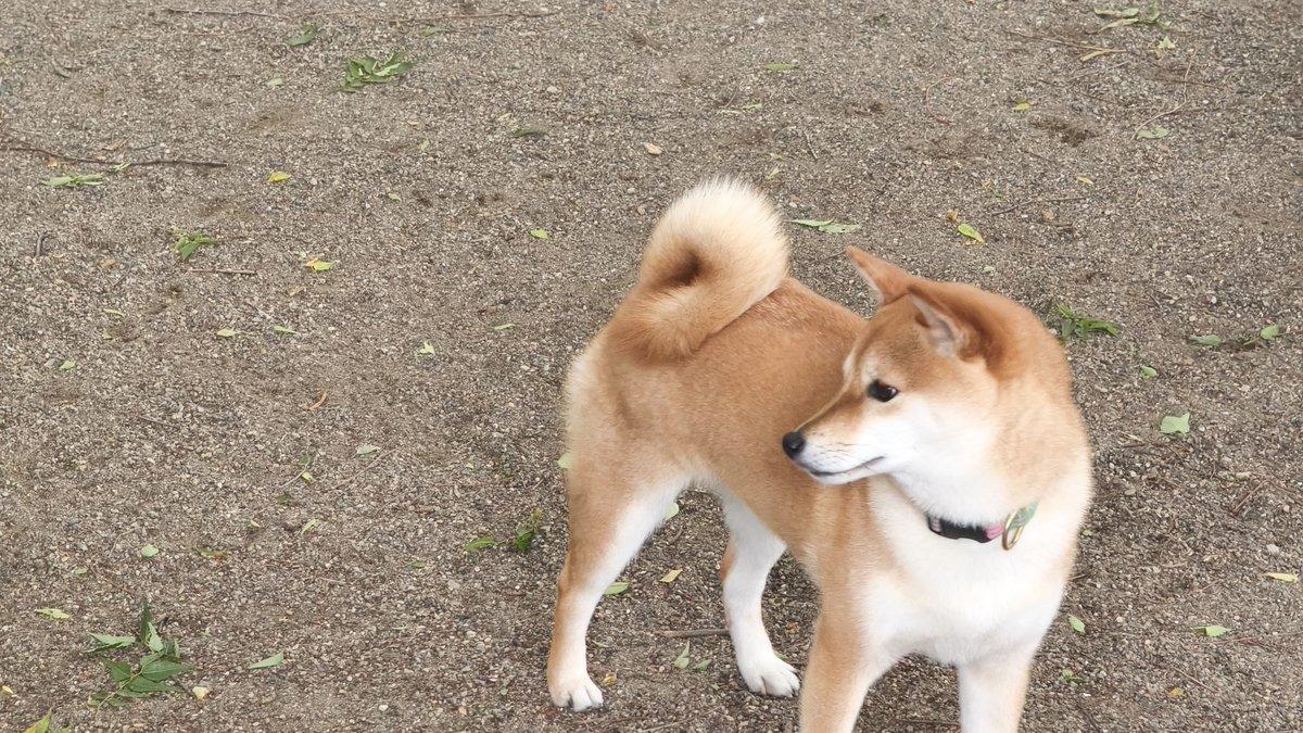 と～びん tweet media