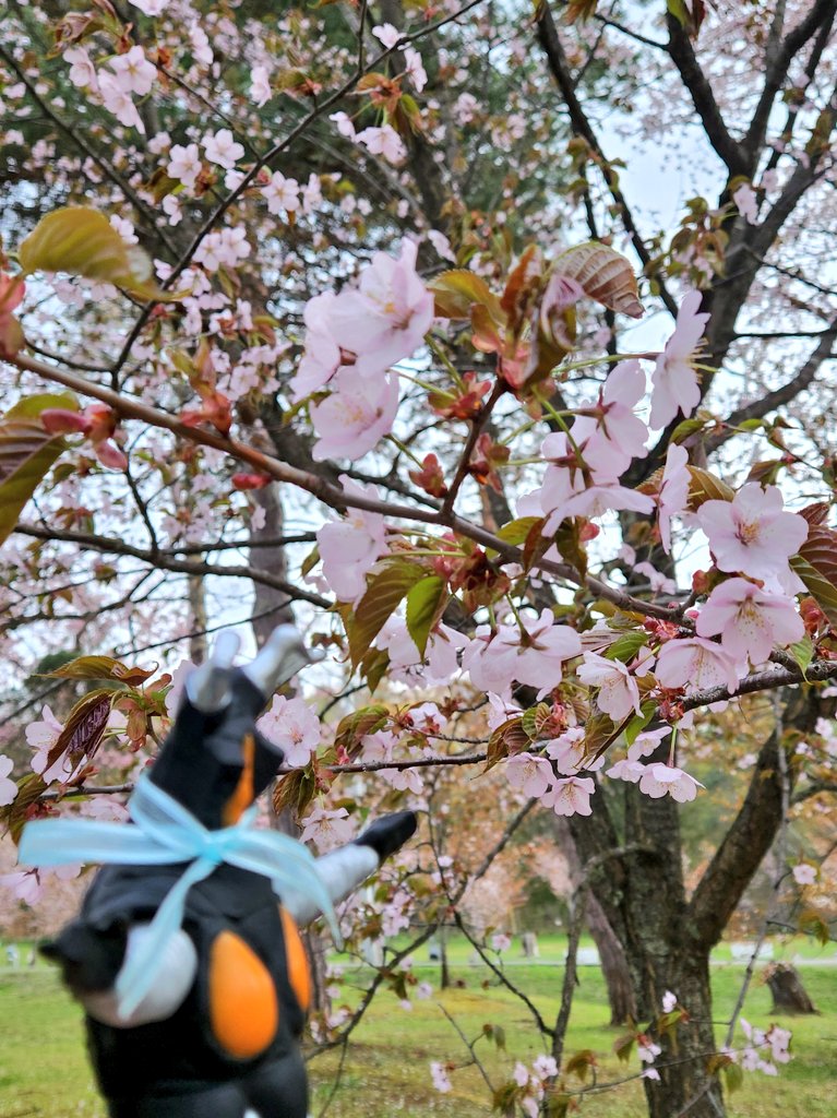 ゼットンくん！桜だよ！！綺麗だね！！！