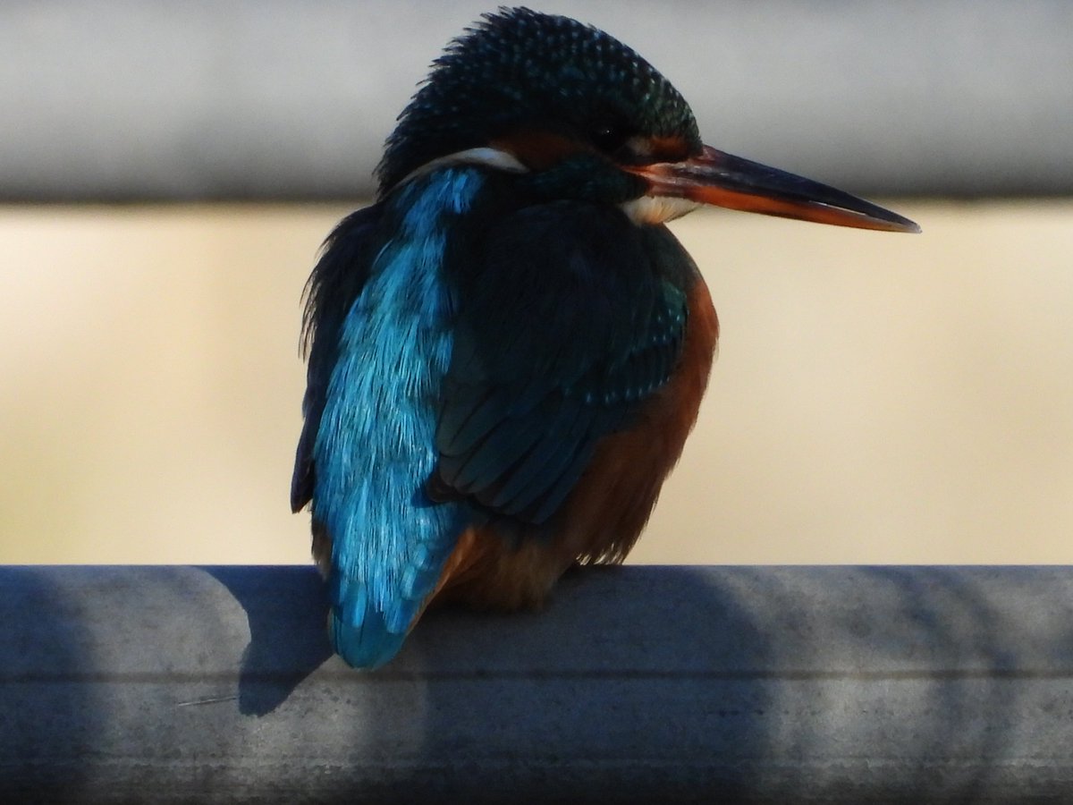 CanalRegent's tweet image. On the barrier.

Mrs Kingfisher at the wetlands.

#nature #wildlife #kingfisher #birds