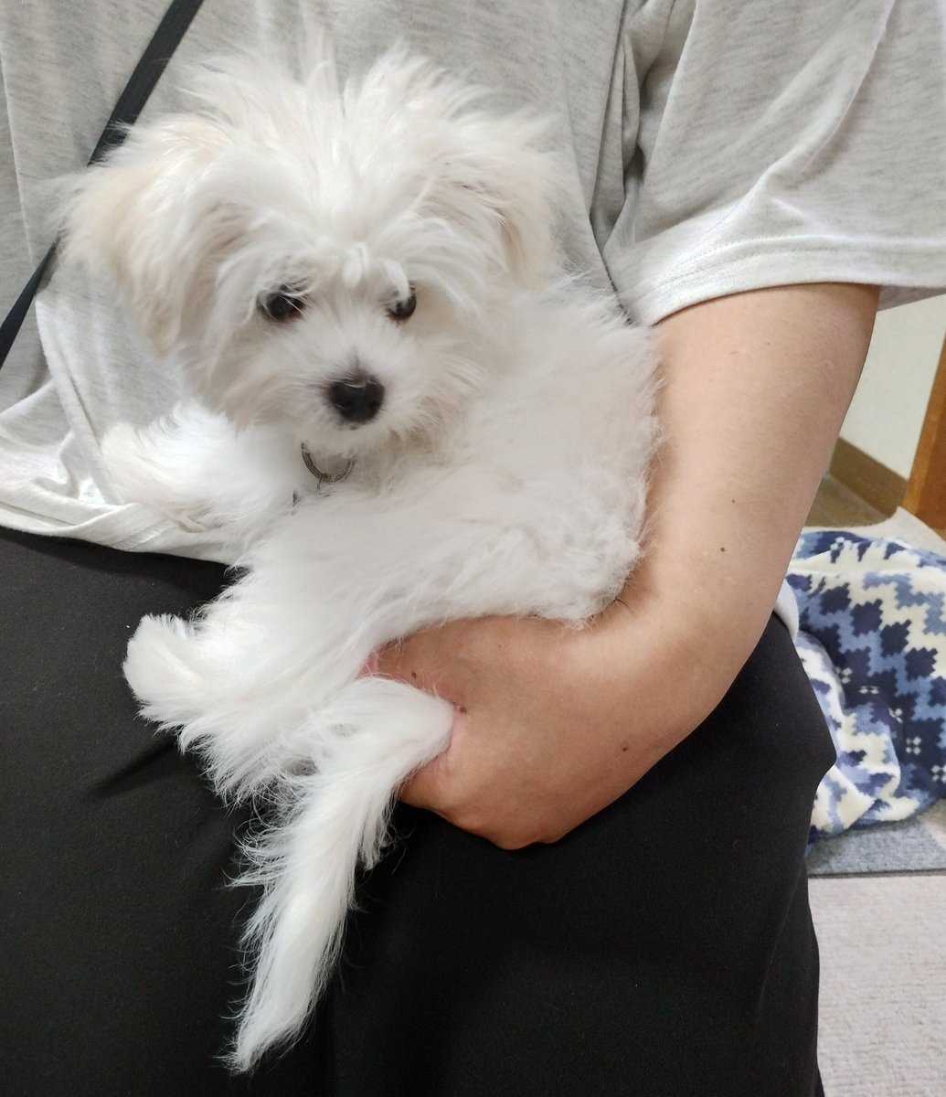 tajiyurixxx's tweet photo. うちに遊びに来た息子のとこの
生後3ヶ月のマルチーズ×チワワのミックス犬の男の子🐶 今日は うちなので
アルトにマウントをとらずに大人しくしてました   #生後3ヶ月の子犬 https://t.co/lUpMNf0Axu