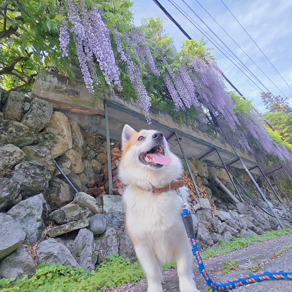 あやな🐨 tweet media