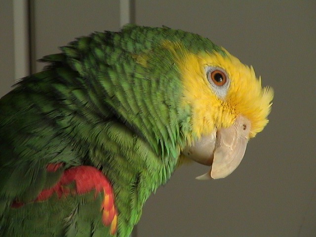 boyonba's tweet photo. オオキボウシインコのおーたが5月2日、虹の橋を渡りました。
ウチに来て31年、本当にありがとう。
あと10年20年一緒に居るつもりだったので、まだ気持ちの整理がつきません。
皆様もおーたの事を可愛がって頂き本当にありがとうございました。 https://t.co/r78HVMQfWp