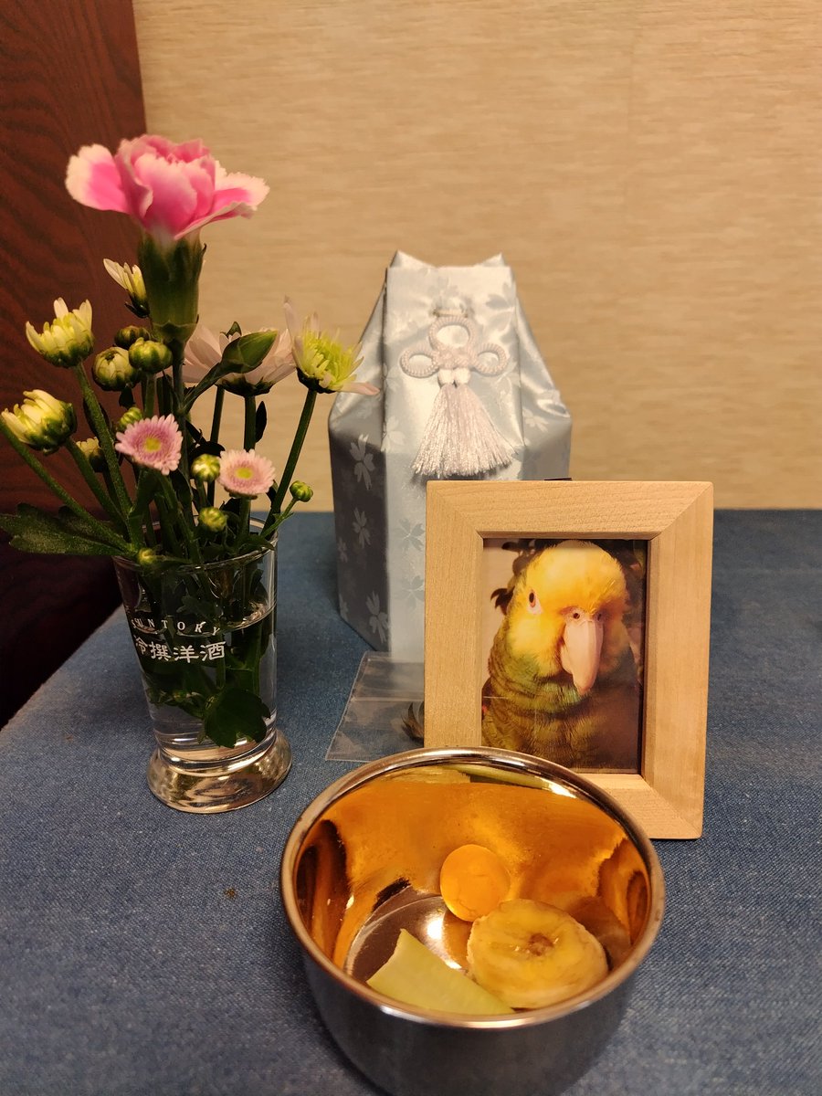 boyonba's tweet photo. オオキボウシインコのおーたが5月2日、虹の橋を渡りました。
ウチに来て31年、本当にありがとう。
あと10年20年一緒に居るつもりだったので、まだ気持ちの整理がつきません。
皆様もおーたの事を可愛がって頂き本当にありがとうございました。 https://t.co/r78HVMQfWp