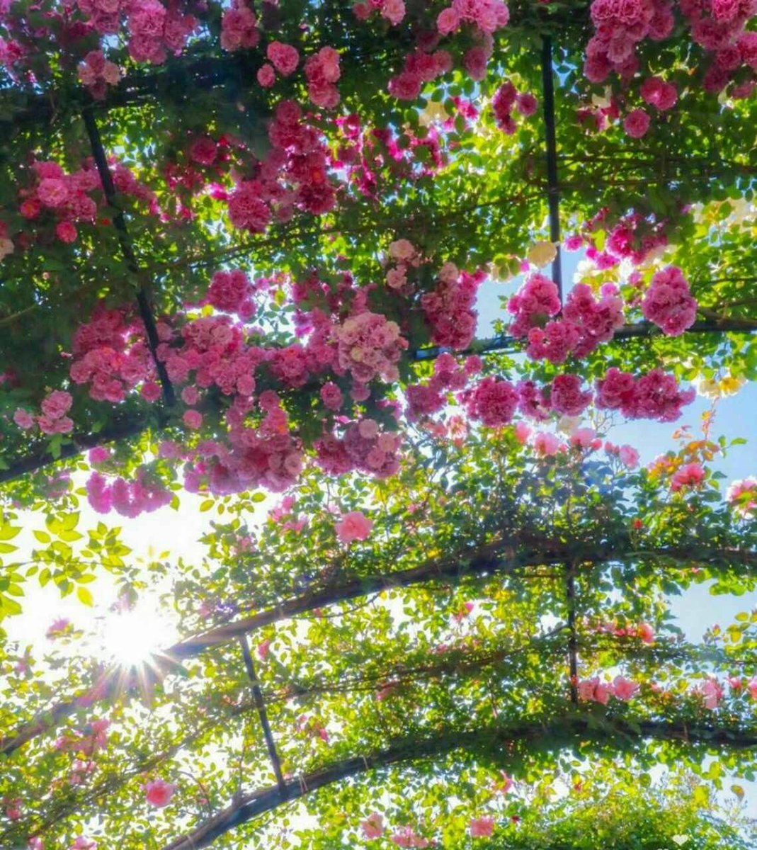 🍃🌸حنايا خاطري🌸🍃 tweet media