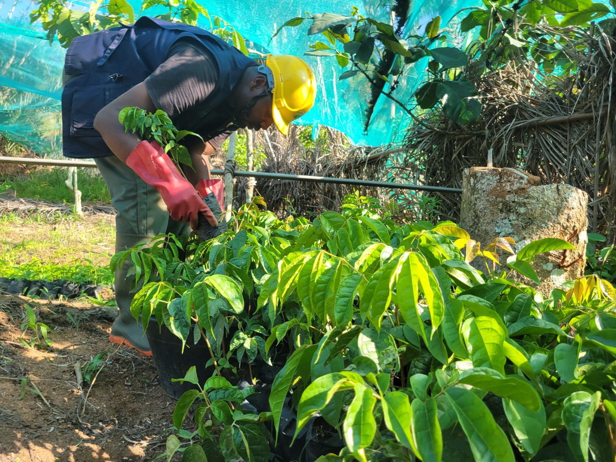 SSuhucam's tweet photo. As part of the Mbingmbohwaterhed projectm we're distributing 2000 agroforestry tree seedlings to smallholder farmers to enhance agroforestry practices that will improve soil health, increase food productivity &amp; boost biodiversity conservation in the Bamenda Ecological Highlands. https://t.co/39IJtRmBMb