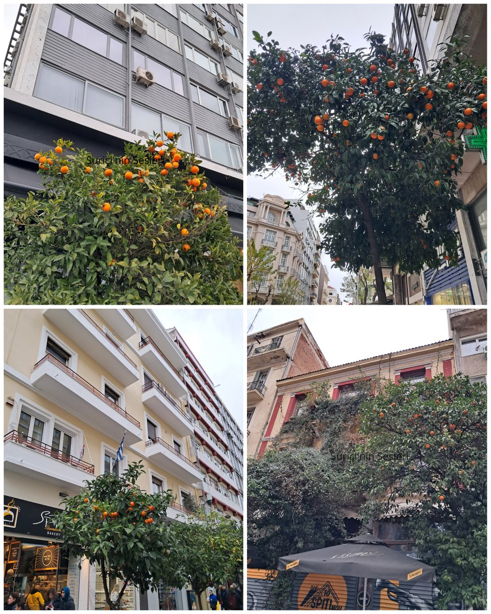 matruskaninhici's tweet photo. Yunanistan sokaklarının sembolü: Turunç ağaçları.

Nerantzi olarak anılan bu ağaçlara Selanik-Atina-Pire gezimde neredeyse her sokakta rastlamıştım.

Görüntüleri ve kokularıyla dikkatleri üzerlerinde toplayan bu ağaçlar zeytin, dut, keçiboynuzu, çam gibi ağaçların arasından sıyrılarak zaman içinde ülke kentlerinin simgesi hâline gelmiş.

1833 yılında Atina'daki Osmanlı hâkimiyetinin kalıcı olarak sonlandığını ve kentin Yunan hâkimiyetine geçtiğini biliyoruz.

Kentin 1834 yılında başkent olmasıyla birlikte uygulanmaya başlanan kent politikaları içinde kentin yeşillendirilmesi de söz konusuymuş ve turunç ağaçları da bu projenin bir parçasıymış.

Kraliçe Amalia'nın Atina Ulusal Bahçesi'ni kurarken bu ağaçlara ağırlık vermesi kente ve devamında ülkeye de yayılmasına önayak olmuş.

Dönem dönem bu ağaçların kaldırılmasına yönelik girişimler olmuşsa da halk bu ağaçları çok benimsediğinden bu girişimlere direnç göstermişler ve engel olmuşlar.

Bu ağaçların kentlere yayılma sebebi yalnızca güzel görüntüsü değil elbette.

Sıcak ve soğuk havalara dayanıklı oluşu, egzoz dumanından etkilenmeden büyüyebilmeleri, kök sistemlerinin kaldırımlara ve yollara zarar vermemesi, özel bir bakım gerektirmeden yaşayabilmeleri de tercih edilmelerinde önemli etkenler olmuş.

Tatlarının çok acı ve ekşi olması da dallarından koparılmalarının, sokakların görüntüsünün bozulmasının, yerlerde çöpler oluşmasının önüne geçmiş.

Nisan ve Mayıs aylarında turunç çiçekleri de açtığında görsel zenginliğin katlandığı söyleniyor, ben denk gelemedim.

Ayrıca bakındığım kaynaklarda gölge etkisine değinildiğini de göremedim ki yaz aylarında sokaklarda yürümenin ne kadar boğucu olduğunu kentlerimizden iyi biliyoruz. Bazen bir avuç gölgenin altında ferahlayıp yola devam etmenin hayat kurtarıcı nitelikte önem arz ettiğini de. Bu ağaçlar da eminim yaz aylarında sokakları bir nebze yürünebilir kılıyordur.

Ülkemizde de bazı yerleşimlerde örnekleri bulunan ancak böylesine kapsamlı şekilde uygulanmayan bu kent peyzajı tercihini değerli ve mantıklı buluyorum.

Bu fotoğraflar Selanik'ten. Aşağıdakiler Selanik, Atina, Pire karışık.