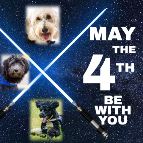 adiintl's tweet photo. It's Star Wars Day! #assistancedogs come in all shapes and sizes, so in honour of #Maythefourth, here are some very cute baby Wookies for you! (or working assistance dogs as we prefer to call them...). May the Fourth be with you! #lifechangers #Maythe4th #starwarsday https://t.co/ZbqaAgS1FG