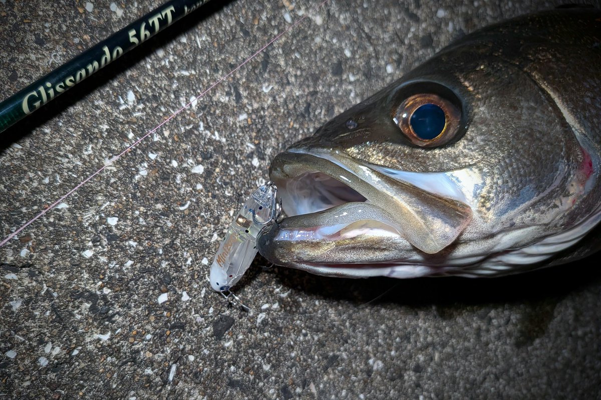 SLPG_Fishing's tweet photo. GWボーナスステージ2日目🎣

生まれ故郷の暗黒大陸スズキ
リトルフラワーで水面爆発💣️
#ミニゾー https://t.co/D1T9liwh4I