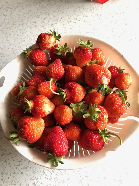 Ru_kunsuki's tweet photo. 連休中の孫とイチゴ狩りしてました。
ヘタが反り返っているの、最高に美味し😋 https://t.co/eoJRI6y2Hj