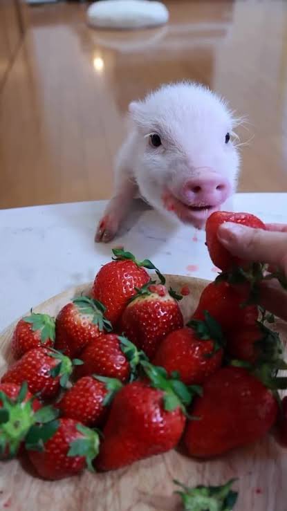 Pig tweet media
