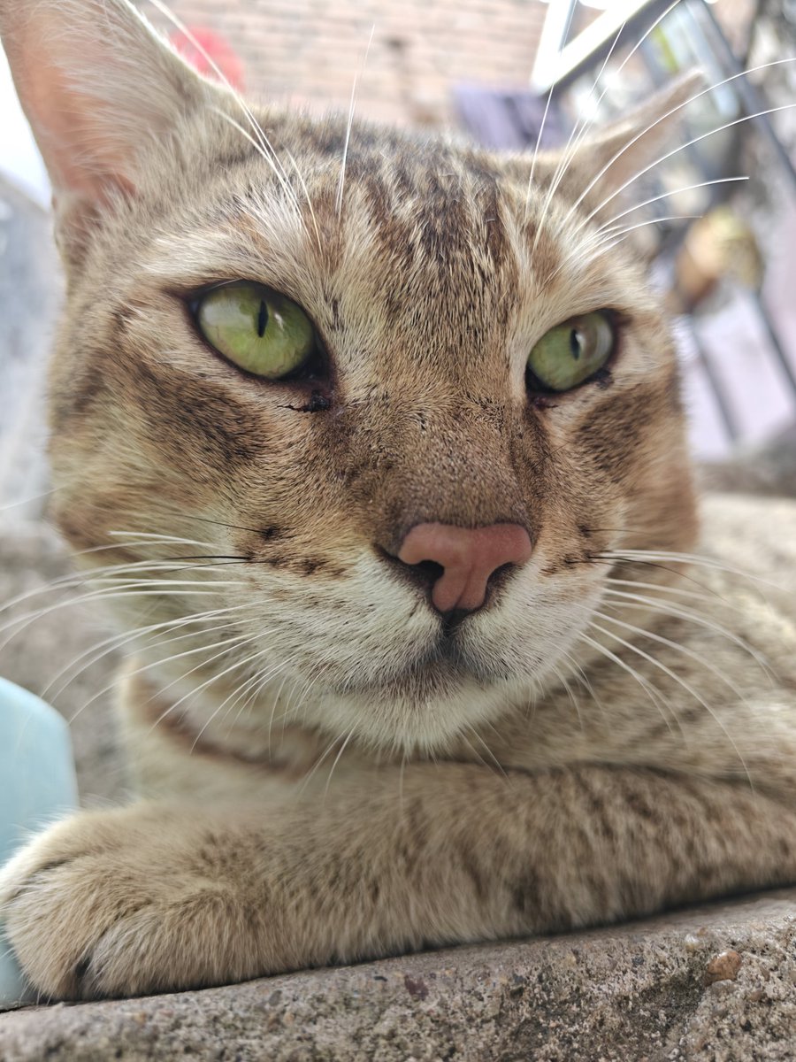 My Feral Neighbors🐈 | Just Strays tweet media