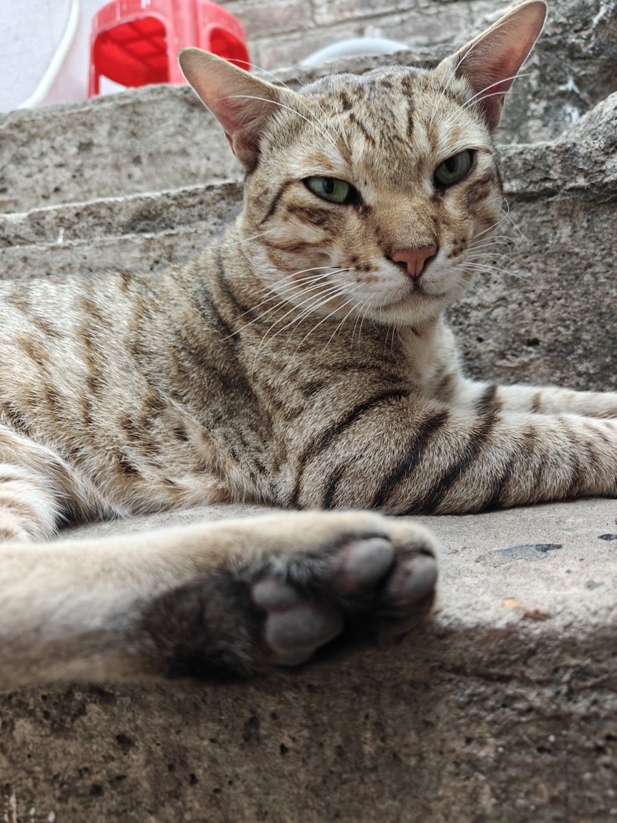 My Feral Neighbors🐈 | Just Strays tweet media