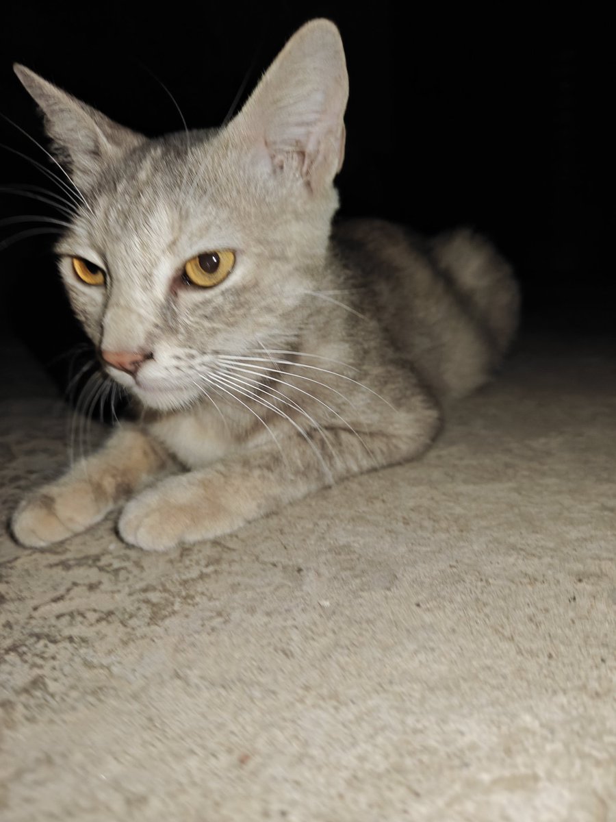 My Feral Neighbors🐈 | Just Strays tweet media