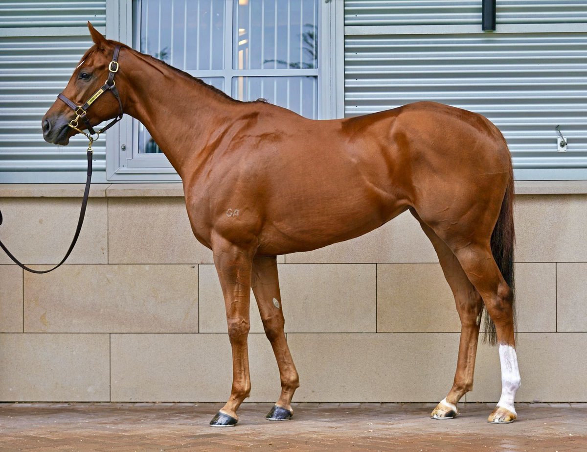 newington_farm's tweet photo. Selling Thursday @inglis_sales Chairman’s Sale is stunning Group 3 winner AHHA AHHA (Starspangledbanner) a Racing &amp; Breeding Prospect in the Newington Farm Premium Consignment at Riverside. https://t.co/zvpZe3hhZg https://t.co/nx4Mm9i2nA