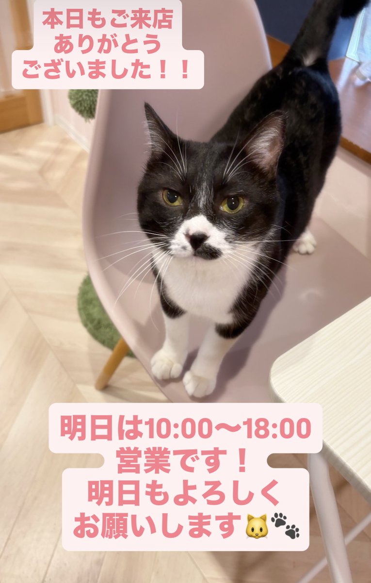 譲渡型保護猫Cafe あおねこ(新潟県田上町) tweet media