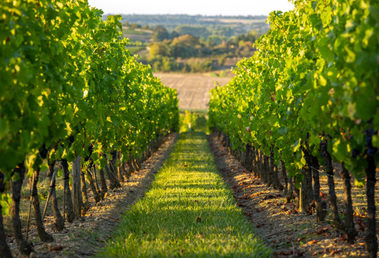 Innovus_TTO's tweet photo. SU researchers have trained a DCNN on images of healthy and diseased vines.
https://t.co/gfAsr1GUM1
Innovus TTO is seeking partners from agritech with the expertise to turn this dataset into a scalable, market-ready solution for grape producers &amp; digital viticulture platforms. https://t.co/CuiV1RWpH3