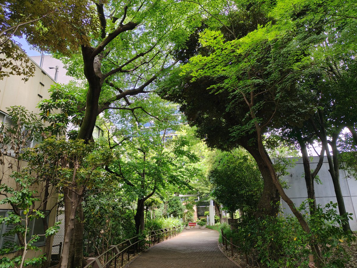 hide50993679269's tweet photo. 初夏のような気候の中、新緑の蚕糸の森公園までショートラン🏃家族連れ多数、絶好のレジャー日和✨
#週末ランナー　#週末ランニング　#ランニング　#朝ラン　#蚕糸の森公園　#杉並 https://t.co/PSIcG8CmS8