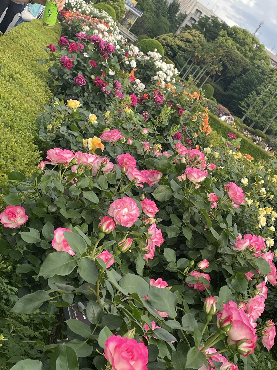 しえる@ tweet media