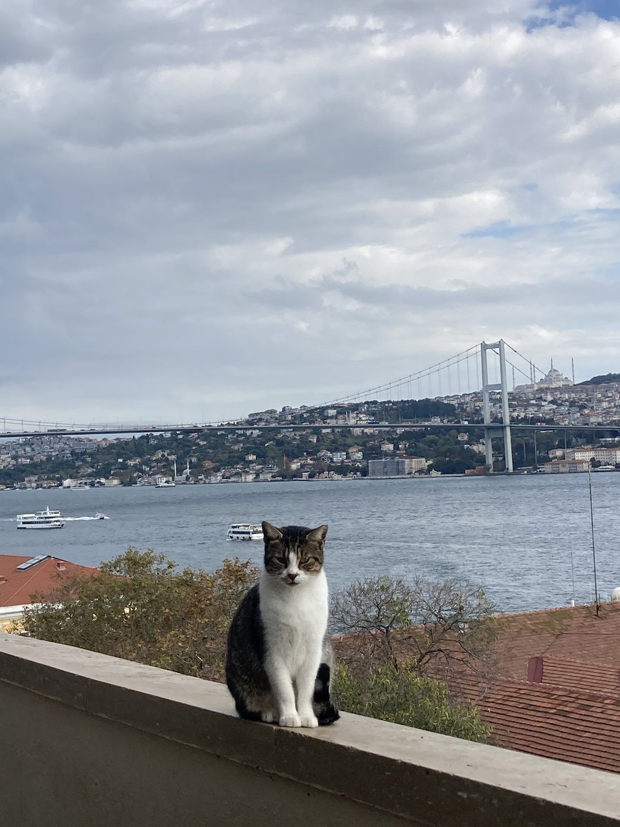 🐈‍⬛ tweet media